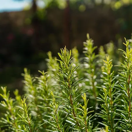 Сasa de vacaciones Marisan